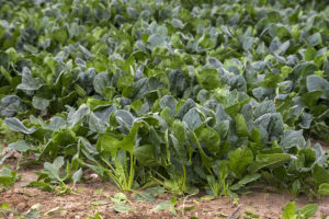 Green Spinach farming field
